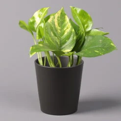 Efeutute Mit Topf Dallas Anthrazit, Topf-Ø 12 Cm, Höhe Ca. 15 Cm