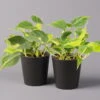 Philodendron 'Brasil' In Keramiktopf Dallas Anthrazit, Topf-Ø 12cm, 2er-Set