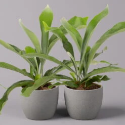 Geweihfarn, Topf-Ø 12 Cm, Höhe Ca. 30 Cm, 2er-Set