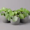 Pilea Peperomioides, Topf-Ø 12 Cm, Höhe Ca. 20 Cm, 3er-Set