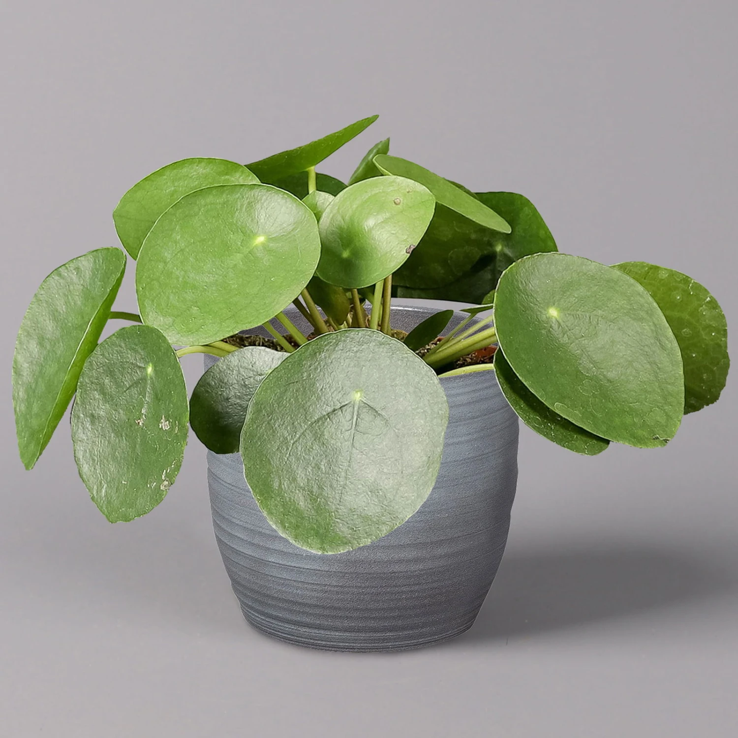 Pilea Peperomioides In Keramiktopf Bergamo Grau, Topf-Ø 12 Cm, Höhe Ca. 20 Cm