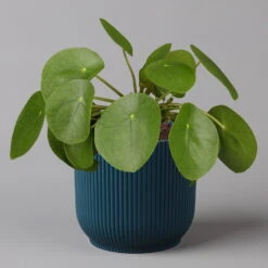 Pilea Peperomioides In Übertopf Vibes Blau, Topf-Ø 12 Cm, H: Ca. 20 Cm