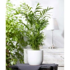 Bergpalme, Topf-Ø 19 Cm, Höhe Ca. 65 Cm