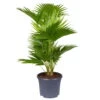 Livistona Rotundifolia, Topf-Ø 21 Cm, Höhe Ca. 60 Cm
