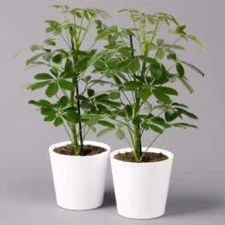 Strahlenaralie 'Nora' Inkl. Übertopf Dallas Weiß, Topf-Ø 13 Cm, 2er-Set