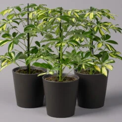 Strahlenaralie 'Gerda' In Keramiktopf Anthrazit, Topf 13cmØ, Höhe 55cm, 3er-Set