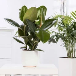 Gummibaum 'Robusta', Topf-Ø 27 Cm, Höhe Ca. 90 Cm