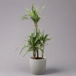 Duftender Drachenbaum 'Warneckii', Topf-Ø 21 Cm, Höhe Ca. 115 Cm