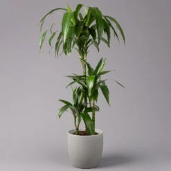 Duftender Drachenbaum 'Janet Craig', Topf-Ø 21 Cm, , Höhe Ca. 120 Cm