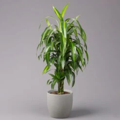 Duftender Drachenbaum 'Hawaiian Sunshine', Topf-Ø 24 Cm, H: Ca. 90 Cm