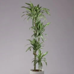 Duftender Drachenbaum 'Ulises', Topf-Ø 27 Cm, Höhe Ca. 170 Cm