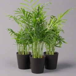 Bergpalme Mit Keramiktopf Anthrazit, Topf-Ø 12 Cm, Höhe Ca. 30 Cm, 3er-Set