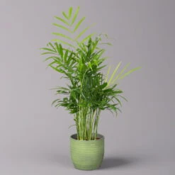 Bergpalme Mit Keramiktopf Bergamo Grün, Topf-Ø 12 Cm, Höhe Ca. 40 Cm