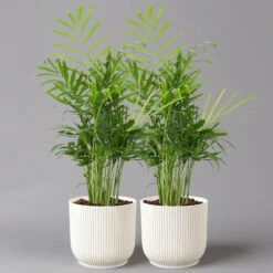 Bergpalme Mit Übertopf Vibes Weiß, Topf-Ø 12 Cm, Höhe Ca. 30 Cm, 2er-Set