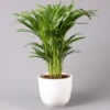 Goldfruchtpalme In Topf Tusca, Topf-Ø 17 Cm, Höhe Ca. 40-60 Cm