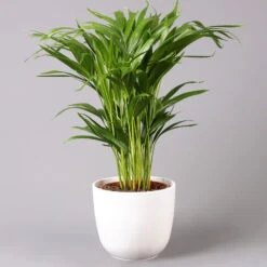 Goldfruchtpalme In Topf Tusca, Topf-Ø 17 Cm, Höhe Ca. 40-60 Cm