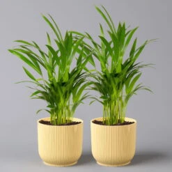 Goldfruchtpalme In Übertopf Vibes Gelb, Topf-Ø 13 Cm, Höhe Ca. 20-30 Cm, 2er-Set