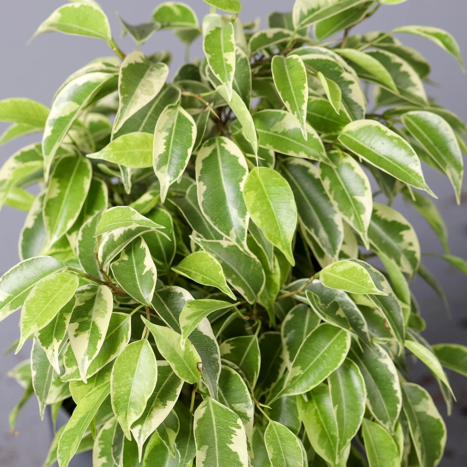 Birkenfeige 'Kinky' In Keramiktopf Dallas Anthrazit, Topf-Ø 12 Cm – Bild 4