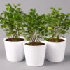 Birkenfeige 'Natasja' Inkl. Übertopf Weiß, Topf 12cmØ, Höhe Ca. 25cm, 3er-Set