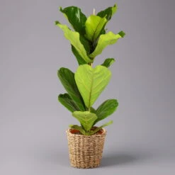 Geigenfeige In Korb Gaby, Topf-Ø 21 Cm, Höhe Ca. 80 - 100 Cm
