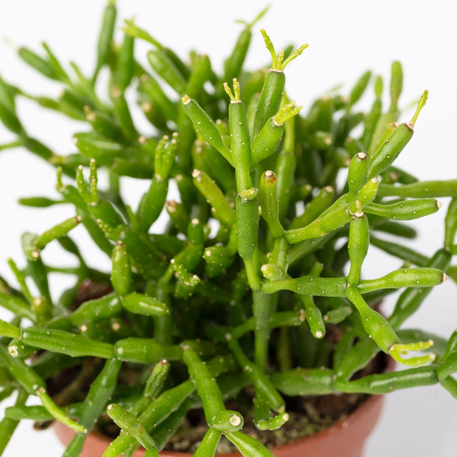 Mini-Korallenkaktus Im Dekotopf 'Scandic Terracotta', Topf-Ø 6 Cm, 3er-Set – Bild 5