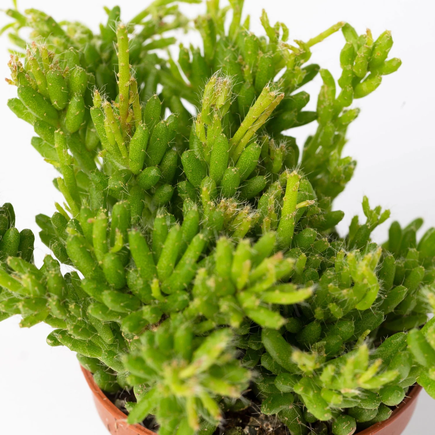 Mini-Korallenkaktus Im Dekotopf 'Scandic Terracotta', Topf-Ø 6 Cm, 3er-Set – Bild 3