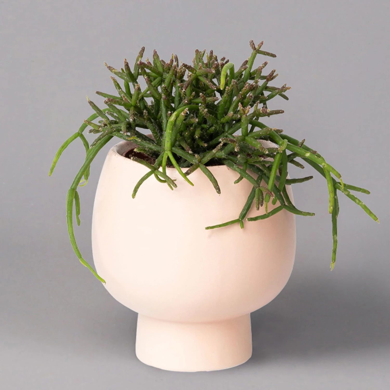 Korallenkaktus Im Dekotopf 'Scandic Nude', In Sorten, Topf-Ø 9 Cm, 2er-Set – Bild 2