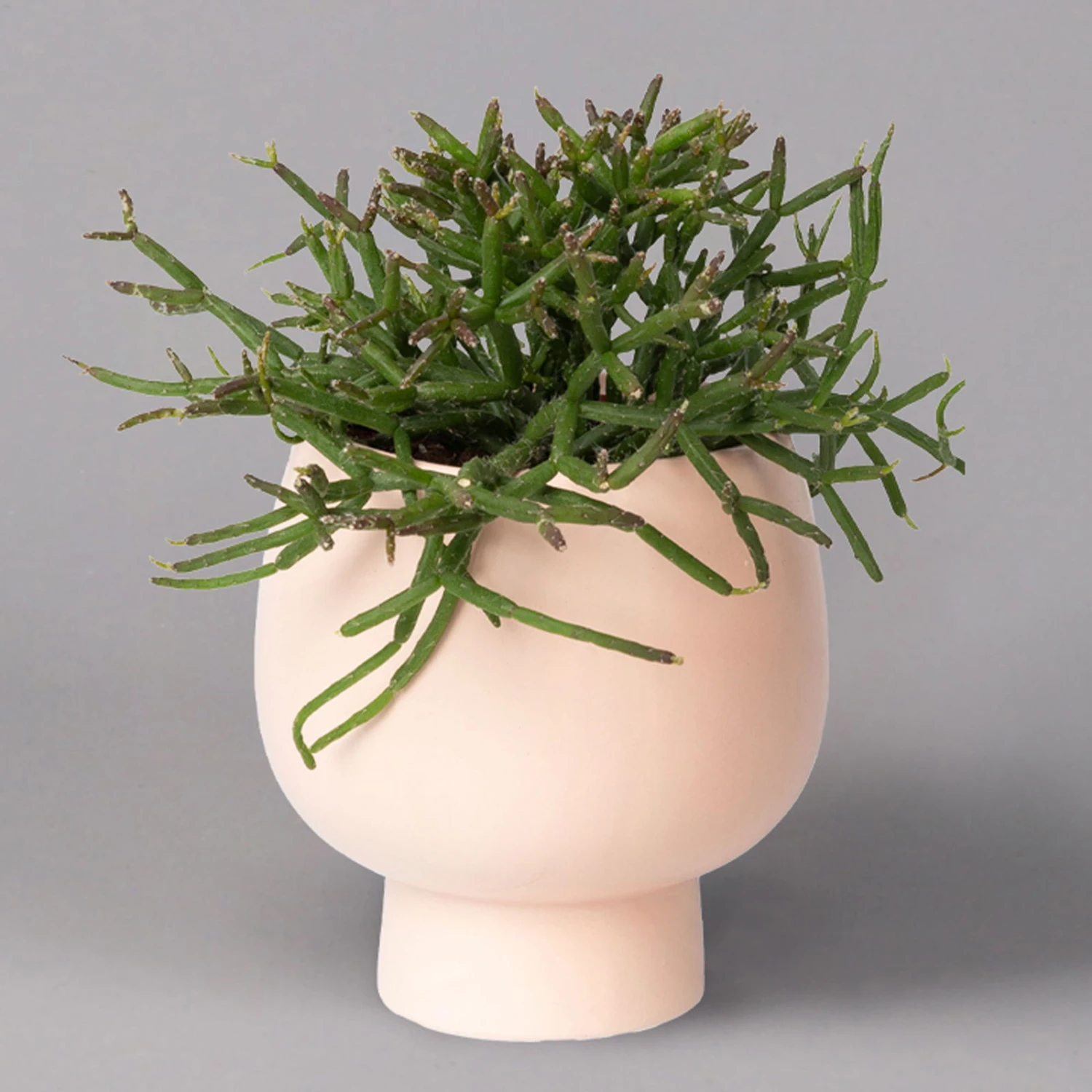 Korallenkaktus Im Dekotopf 'Scandic Nude', In Sorten, Topf-Ø 9 Cm, 2er-Set – Bild 4