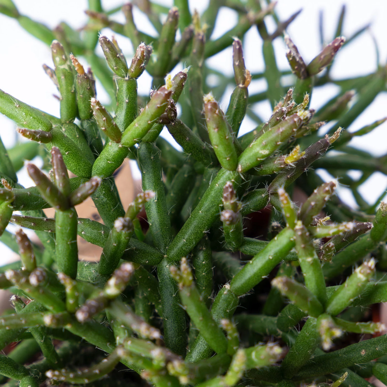 Korallenkaktus Im Dekotopf 'Scandic Nude', In Sorten, Topf-Ø 9 Cm, 2er-Set – Bild 5