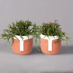 Korallenkaktus Im Dekotopf 'Viking Terracotta', In Sorten, Topf-Ø 9 Cm, 2er-Set