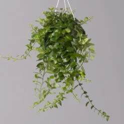 Schamblume 'Red Star', In Blumenampel, Topf-Ø 14 Cm