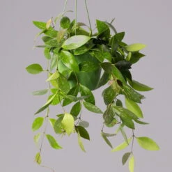 Hoya Memoria, In Blumenampel, Topf-Ø 14 Cm