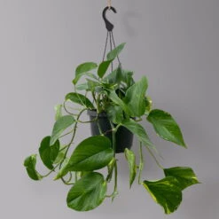 Efeutute, In Ampeltopf, Topf-Ø 18 Cm, Höhe Ca. 35 Cm