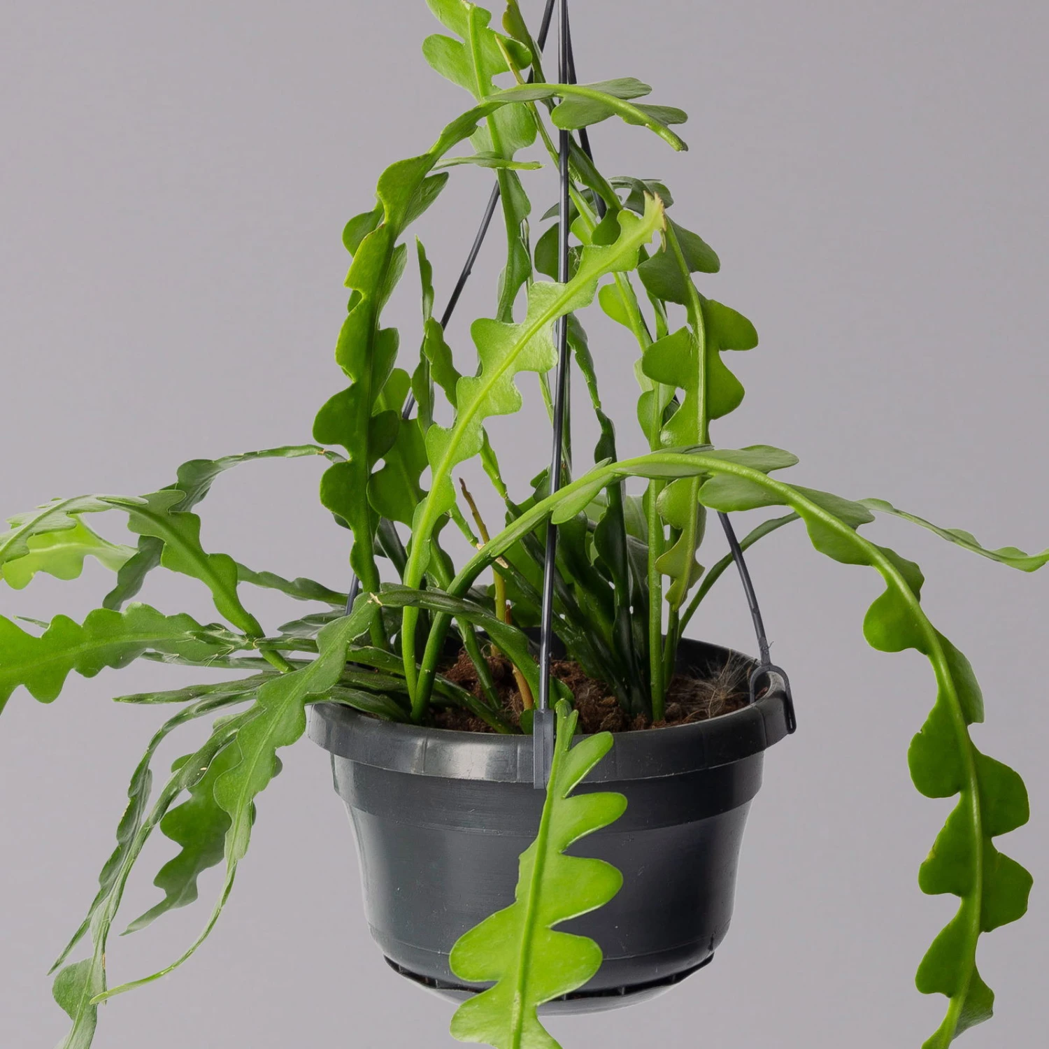 Epiphyllum Anguliger, In Blumenampel, Topf-Ø 14 Cm, Höhe Ca. 35 Cm