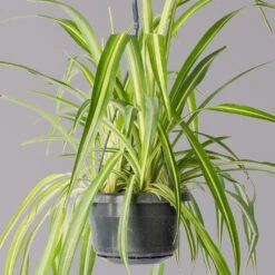 Grünlilie, In Blumenampel, Topf-Ø 14 Cm, Höhe Ca. 50 Cm