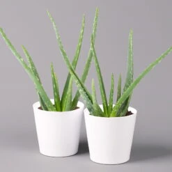 Aloe Vera In Keramiktopf Dallas Weiß, Topf-Ø 12 Cm, Höhe Ca. 20-35 Cm, 2er-Set