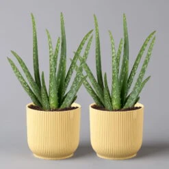 Aloe Vera In Übertopf Vibes Gelb, Topf-Ø 12 Cm, Höhe Ca. 35 Cm, 2er-Set