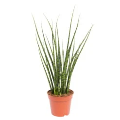 Bogenhanf, 'Fernwood Mikado', Topf-Ø 14 Cm, Höhe Ca. 60 Cm