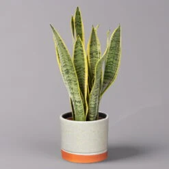 Bogenhanf In Keramiktopf Lauren Grün, Topf-Ø 12 Cm, Höhe Ca. 45 Cm