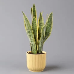 Bogenhanf In Übertopf Vibes Gelb, Topf-Ø 12 Cm, Höhe Ca. 45 Cm