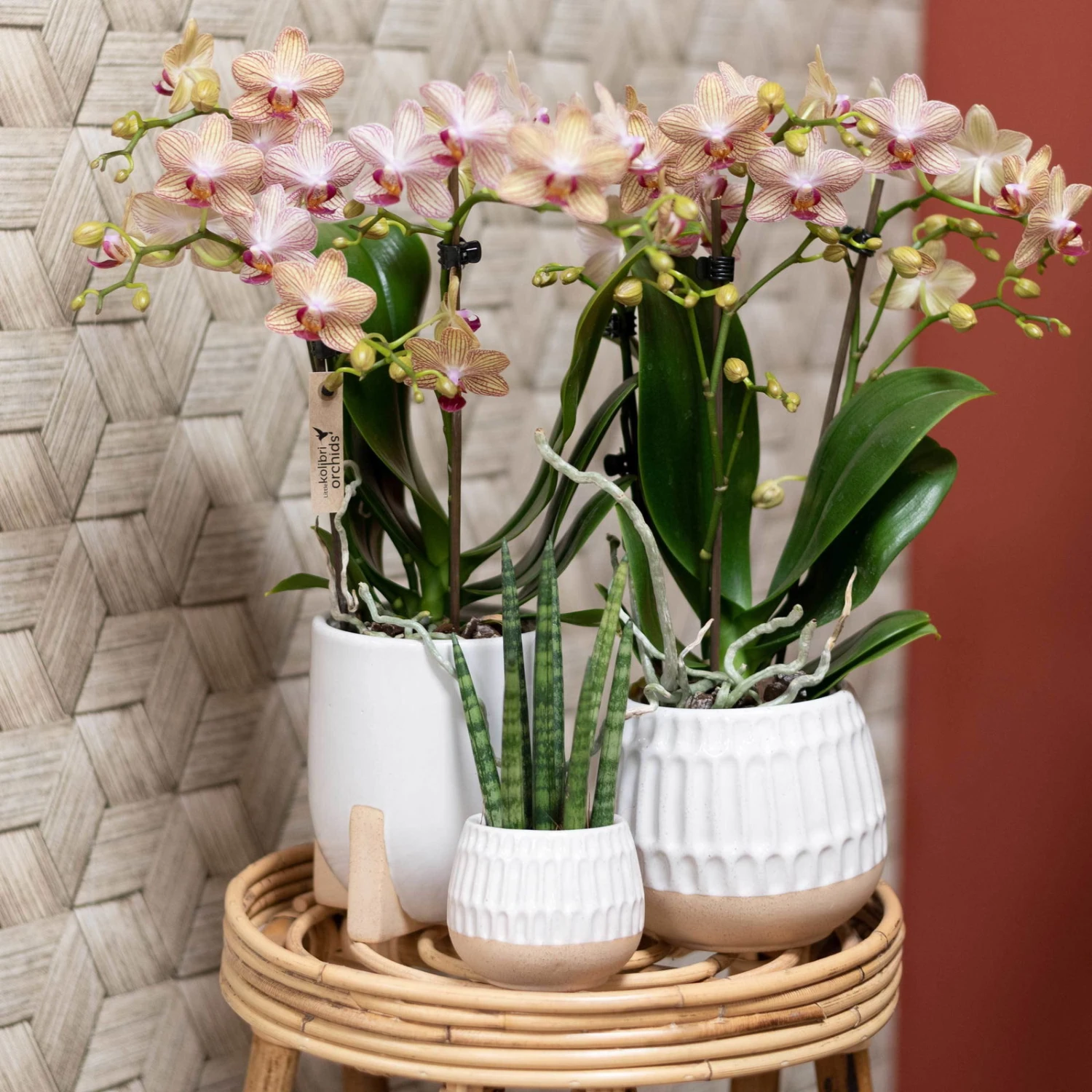 Phalaenopsis, Orangetöne, 2 Rispen, Topf-Ø 9 Cm, Mit Keramikübertopf Weiß – Bild 2