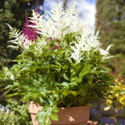 Bio Prachtspiere Weiß, Topf-Ø 11 Cm, 3er-Set