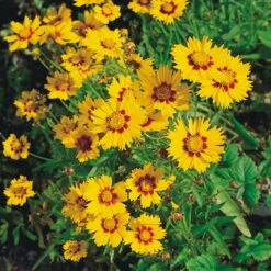 Bio Mädchenauge 'Sonnenkind' Goldgelb, Topf-Ø 11 Cm, 3er-Set