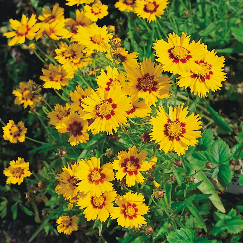 Bio Mädchenauge 'Sonnenkind' Goldgelb, Topf-Ø 11 Cm, 3er-Set