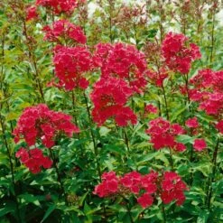 Bio Flammenblume 'Septemberglut' Pink, Topf-Ø 11 Cm, 3er-Set