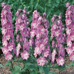 Rittersporn 'New Millenium' Rosa, Topf-Ø 11 Cm, 3er-Set