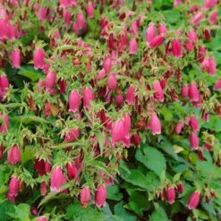 Bio Campanula Punctata 'Beetroot' Rot, Topf-Ø 11 Cm, 3er-Set