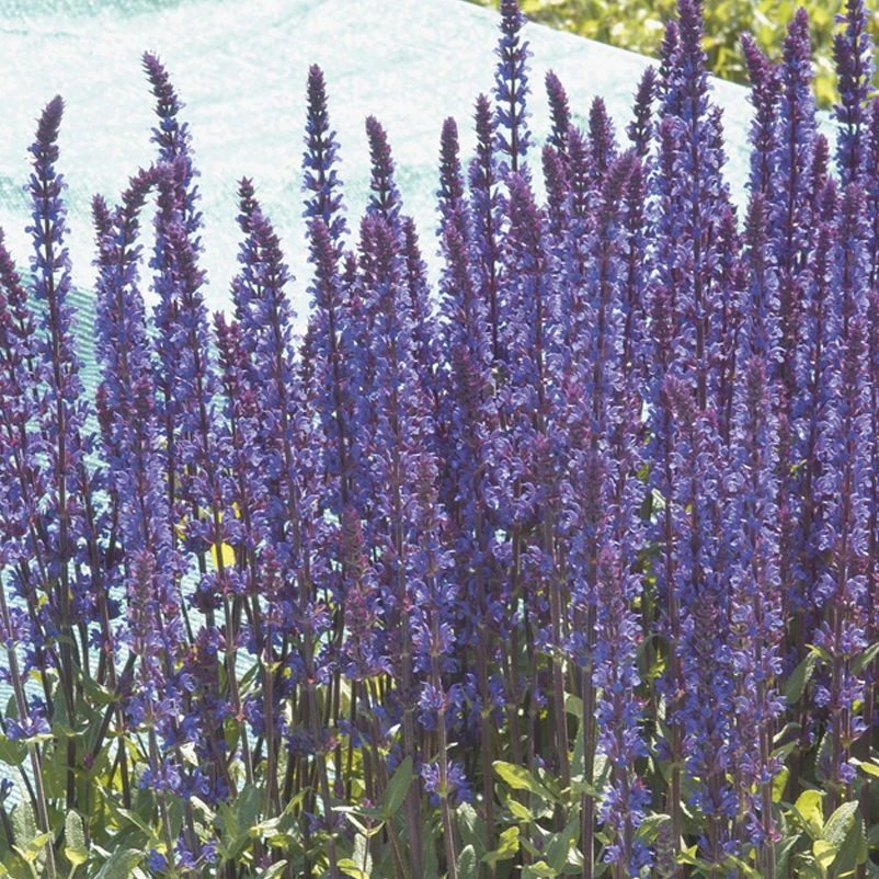 Salvia Nemorosa 'Caradonna' Dunkelblau, Topf-Ø 11 Cm, 3er-Set – Bild 3