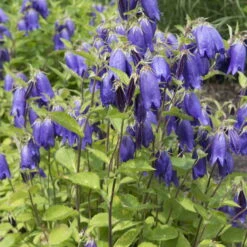 Bio Campanula Punctata 'Sarastro' Rosa, Topf-Ø 11 Cm, 3er-Set