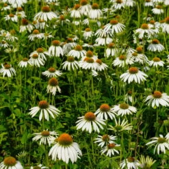 Sonnenhut 'Alba' Weiß, Topf-Ø 11 Cm, 3er-Set